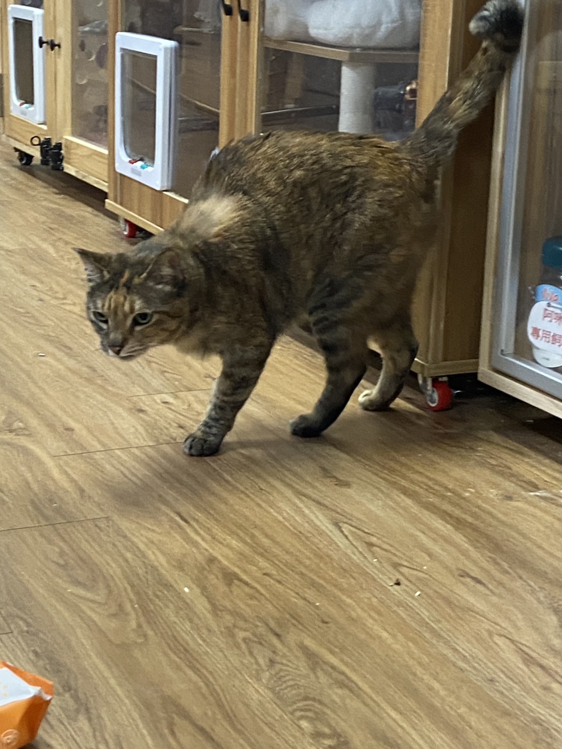 S 67043342 0(水餃)