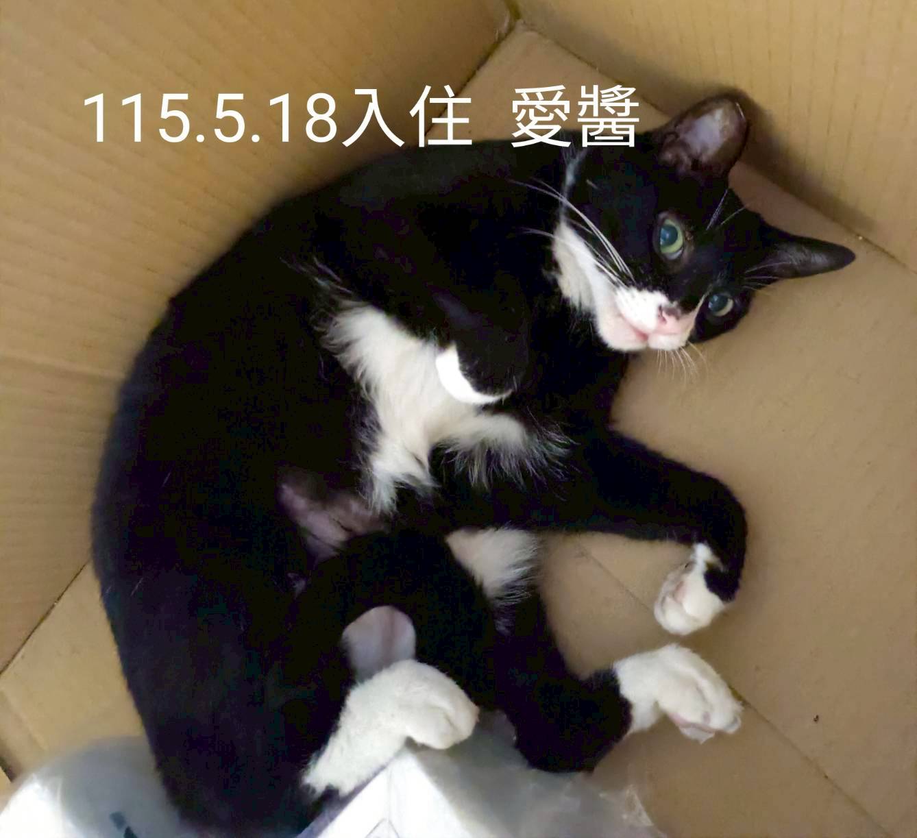 愛醬1