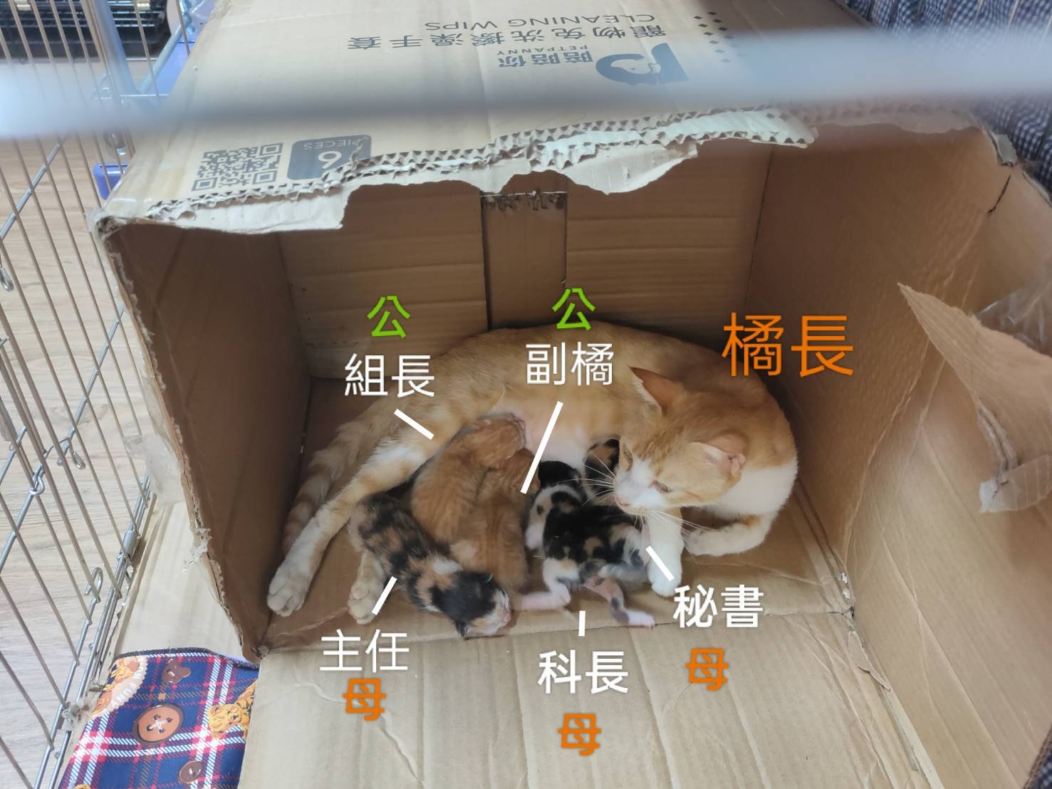 橘奶媽一家