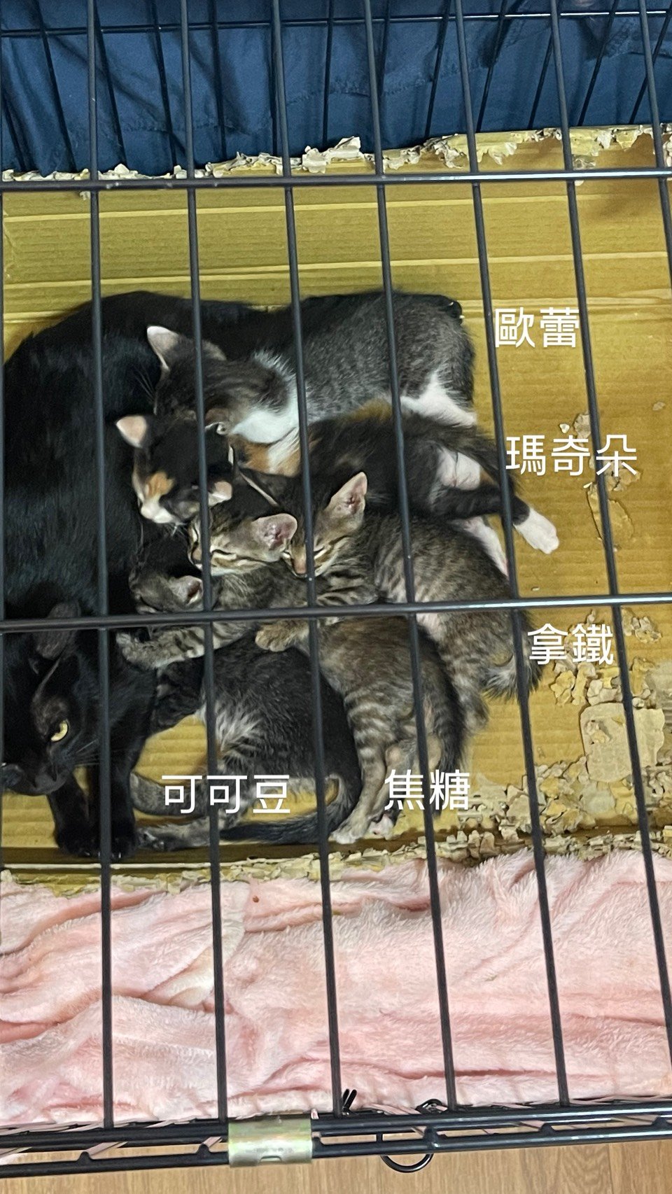 黑媽媽一家1
